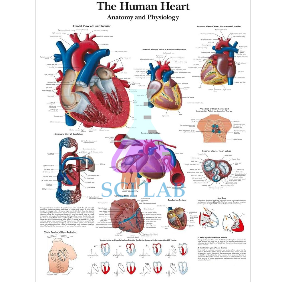 External View of the Heart