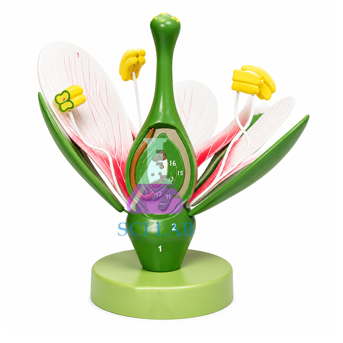 Dicotyledon Flower Pattern