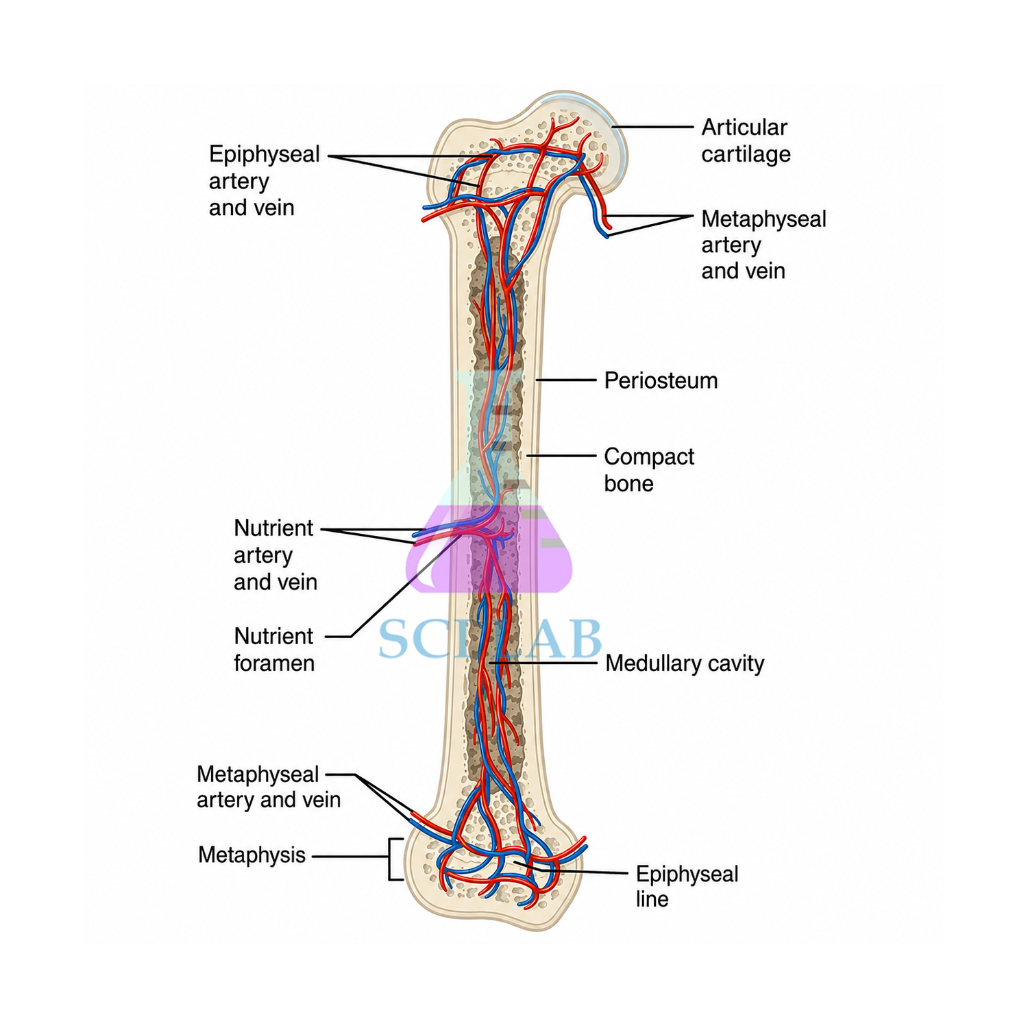 Anatomical Construction of the Bone