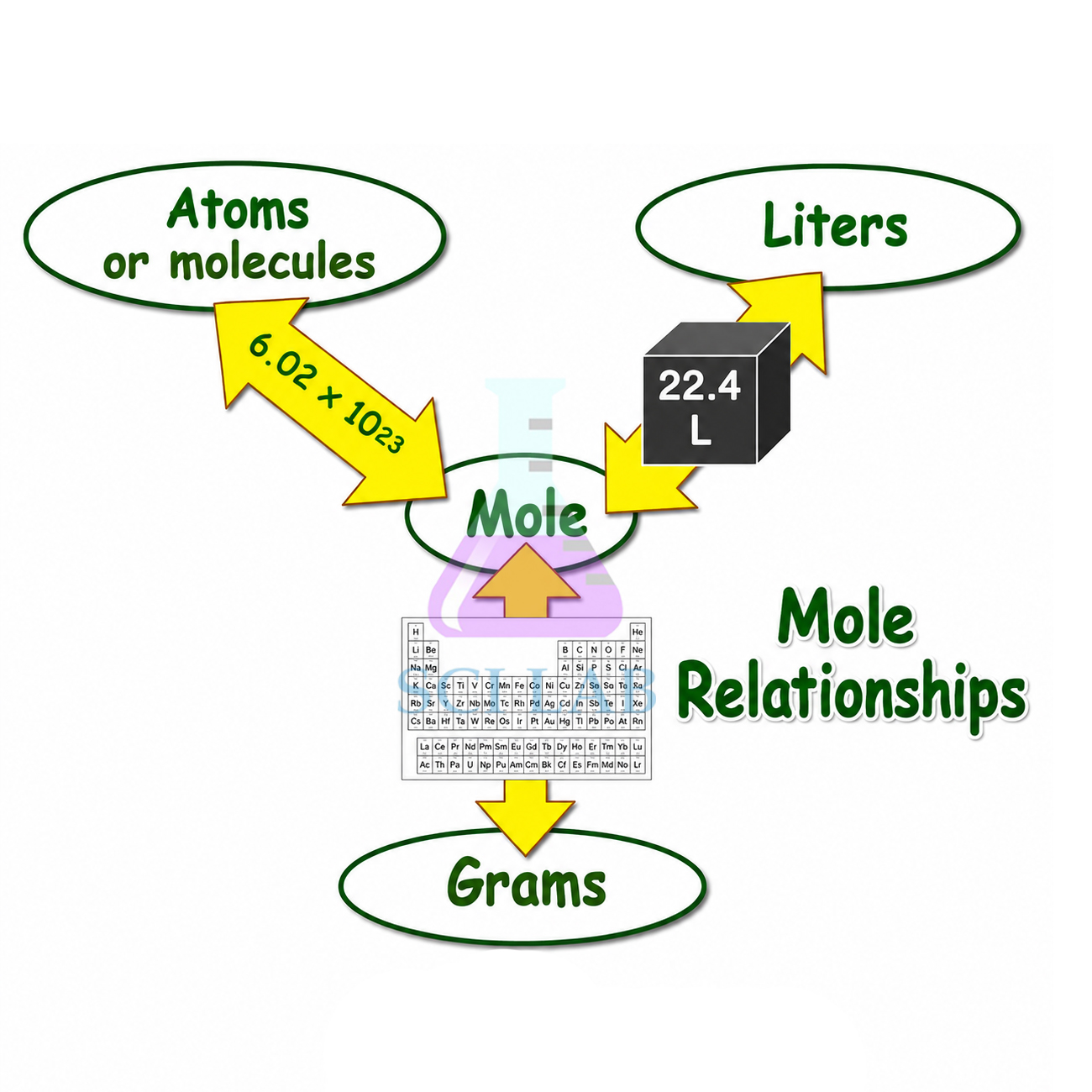 The Relationships of The Mole