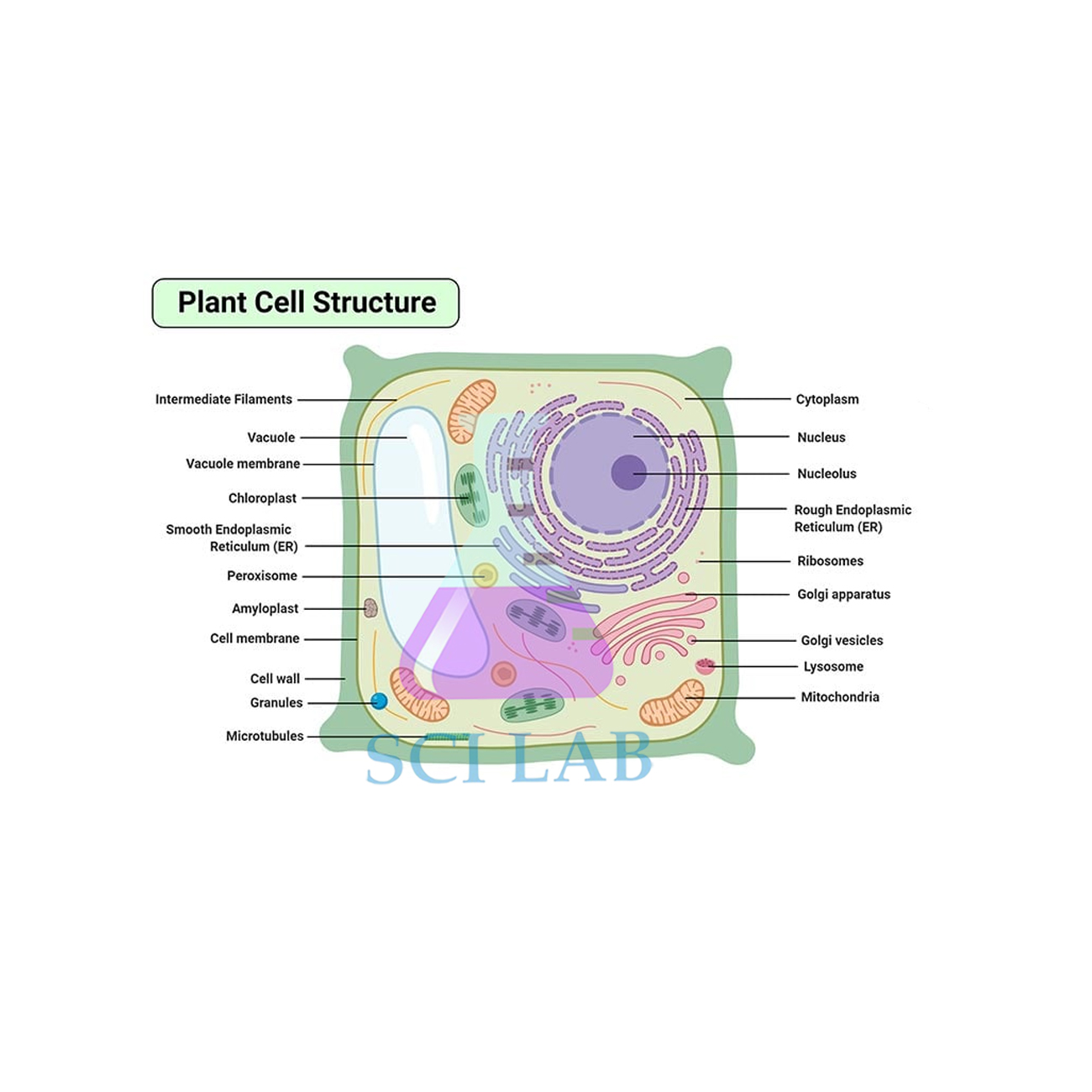 The Structure of the Plant Cell