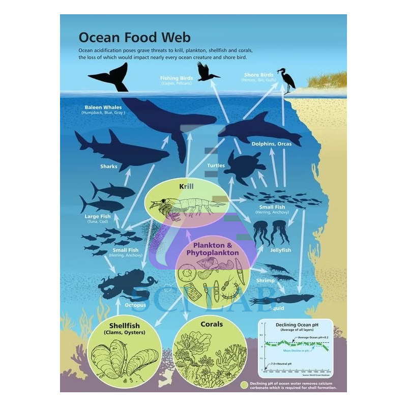 The Food Chain in the Sea