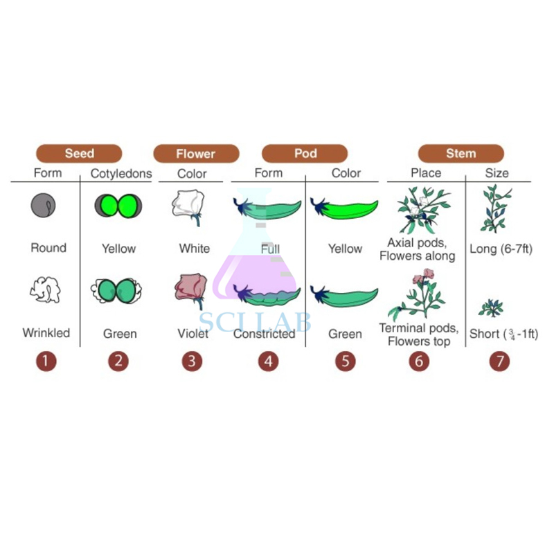 Mendelian Inheritance (Mendel's First Law)