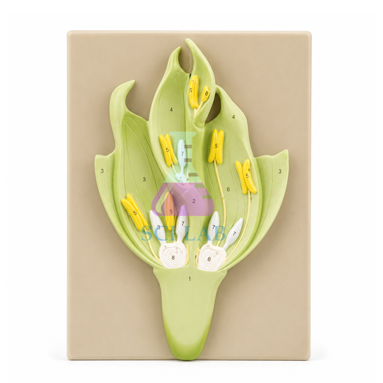 Monocotyledon Flower Pattern