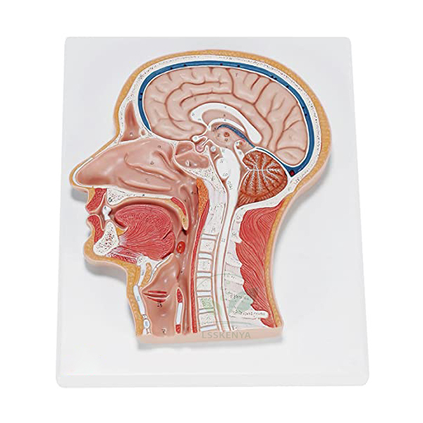 Human Head and Neck Model