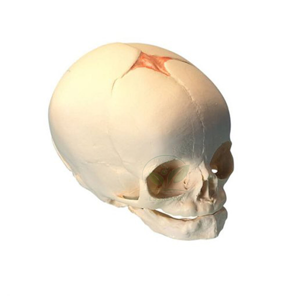 Human Infant Skull Model