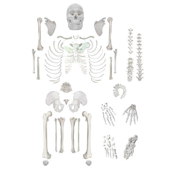 Disarticulated Human Skeleton Model