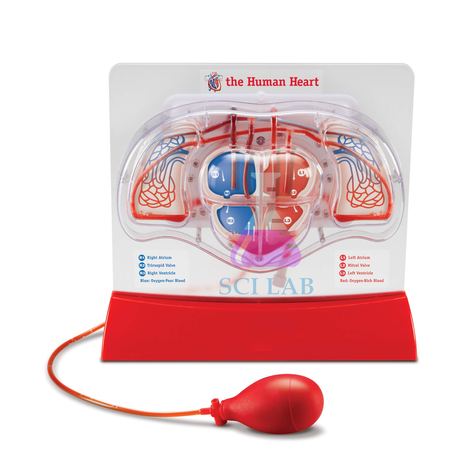 Heart Model with Hand Pump