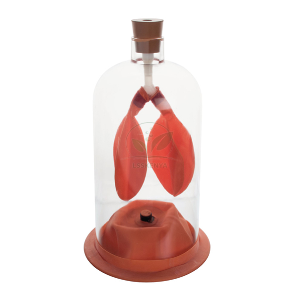 Human Lung Model in Bell Jar