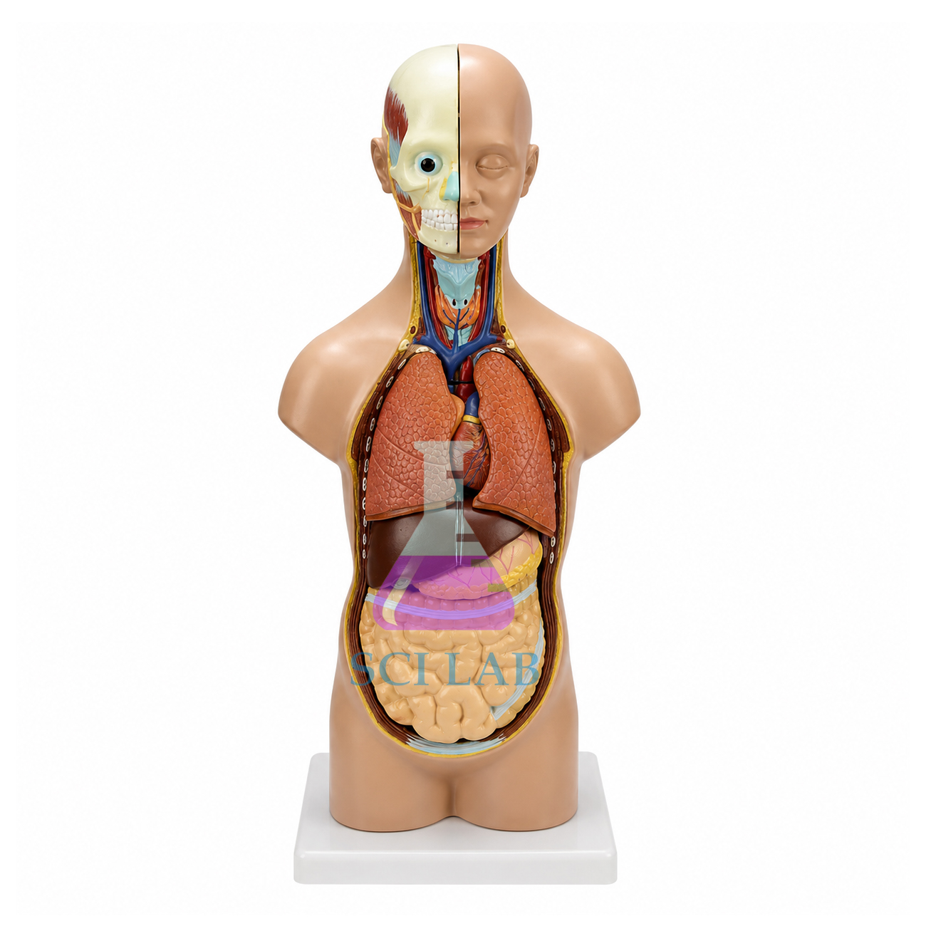 Anatomical Human Torso with Head and Removable Parts