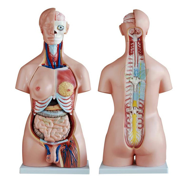 Human Bisexual Torso Model 24 Parts