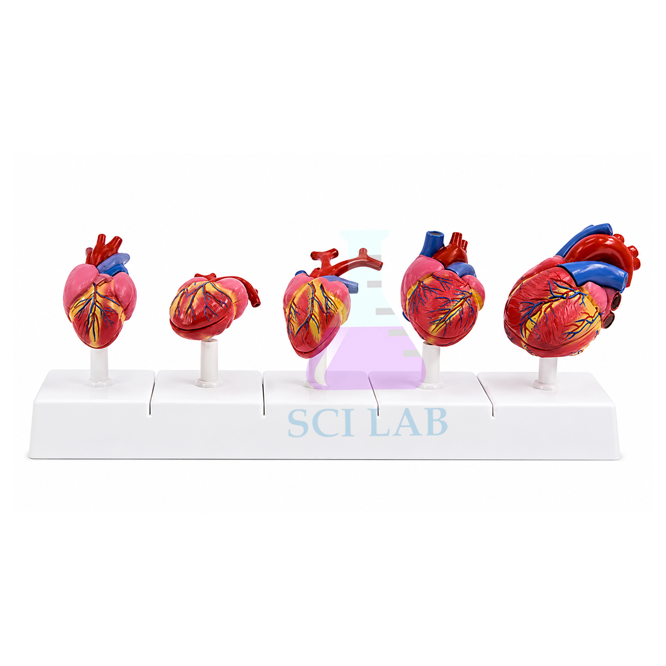 Comparison of the Heart in Vertebrates