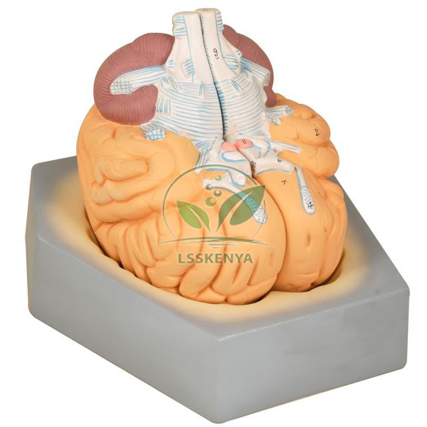 Human Brain Model- 2 Parts