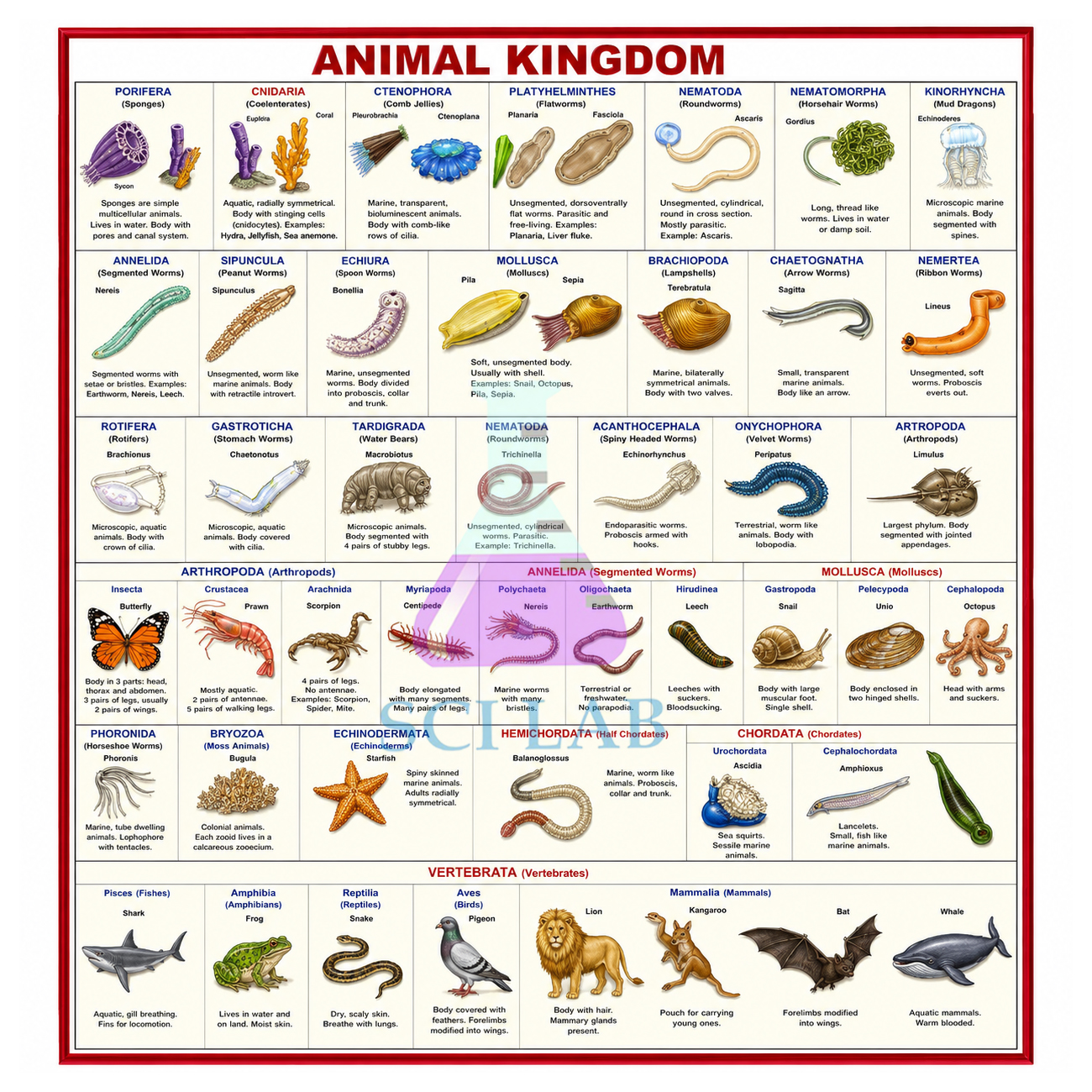 The Evolution of the Animal World