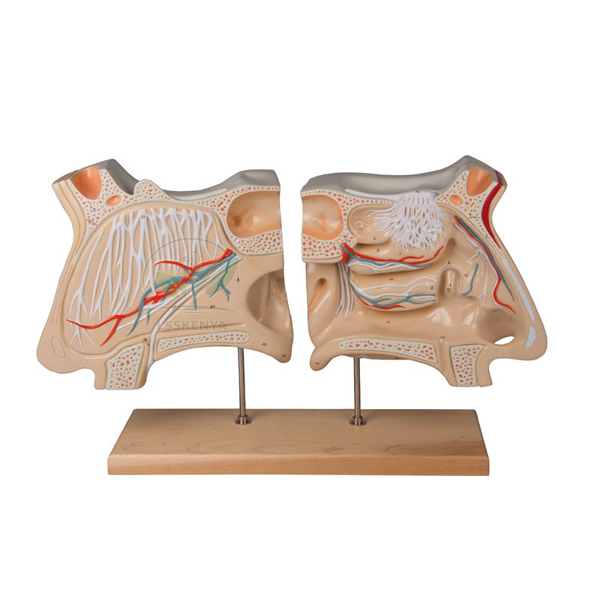 Human Nose and Olfactory Organ Model