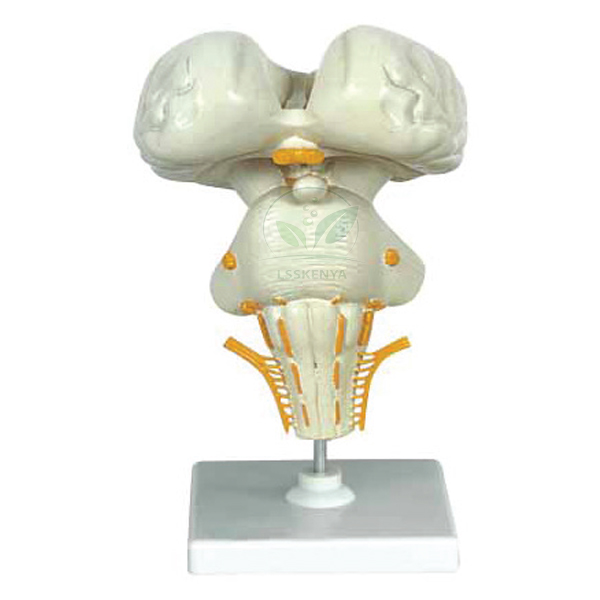 Human Brain Stem Model