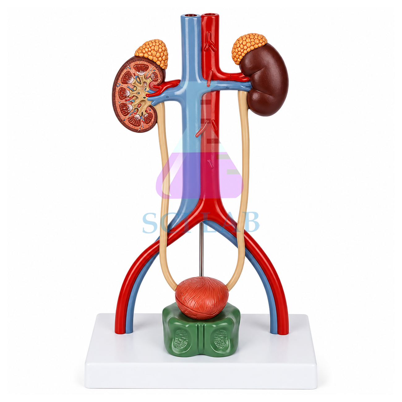 Urinary System
