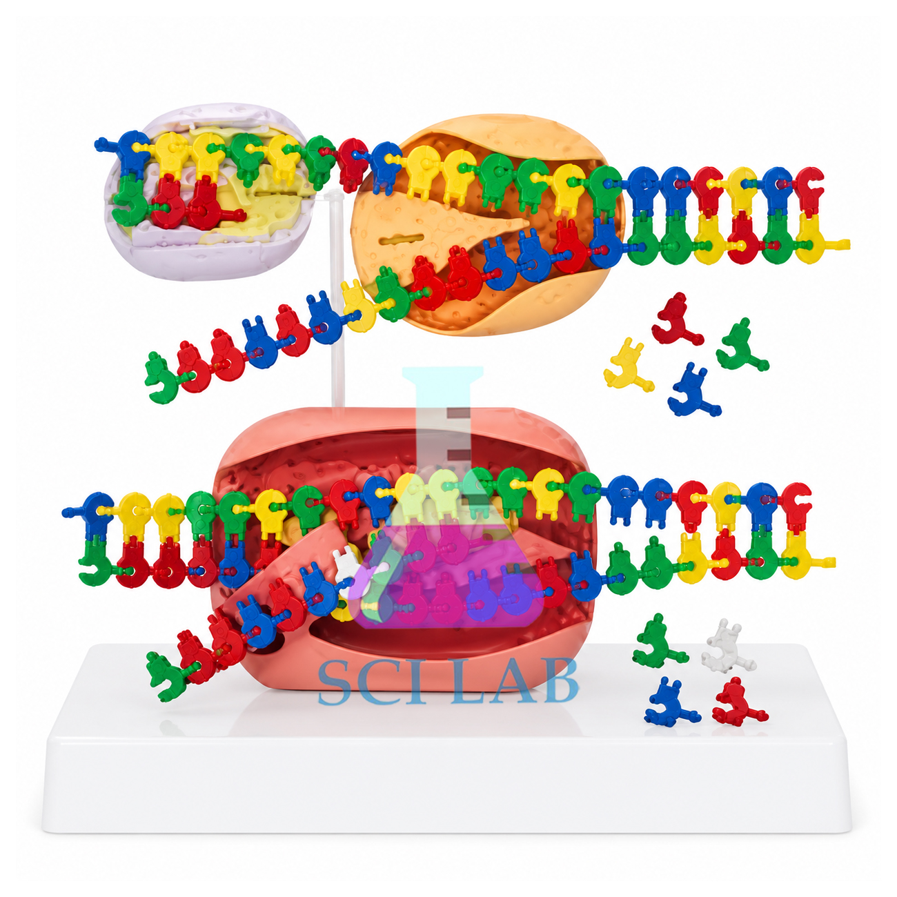 Simplified Nucleotide Models for Students