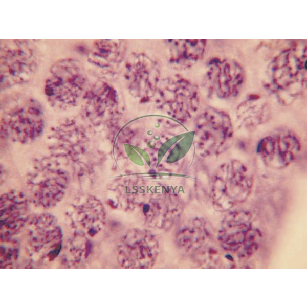 Cell Division slide set of 9