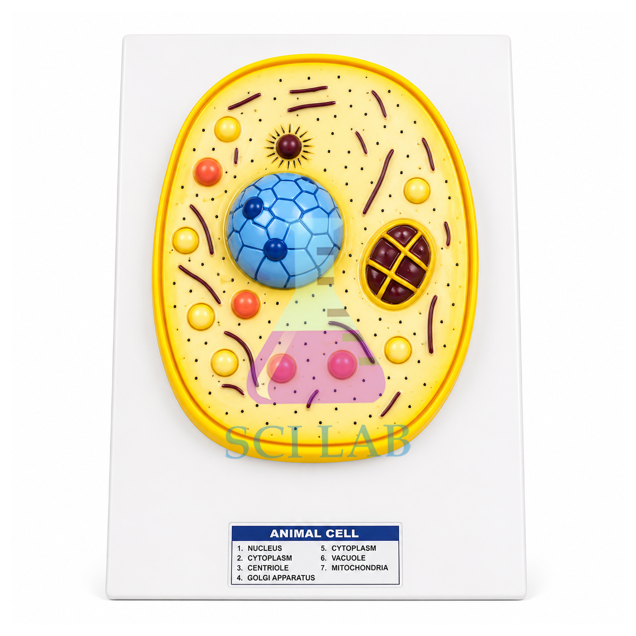 The Structure of the Animal Cell