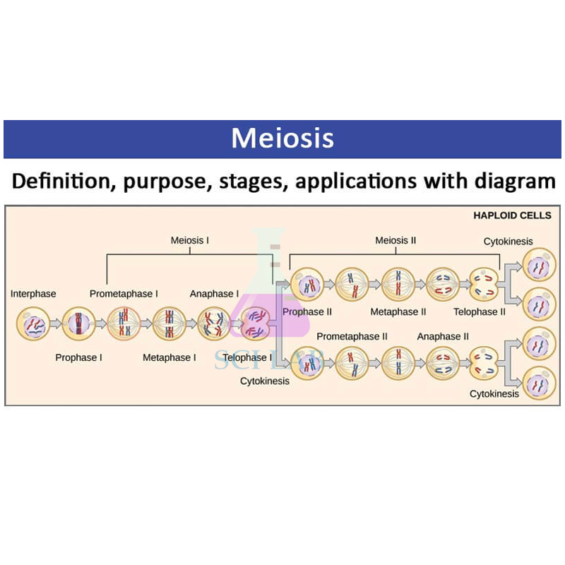 Reproduction of Sexual Cells - Meiosis