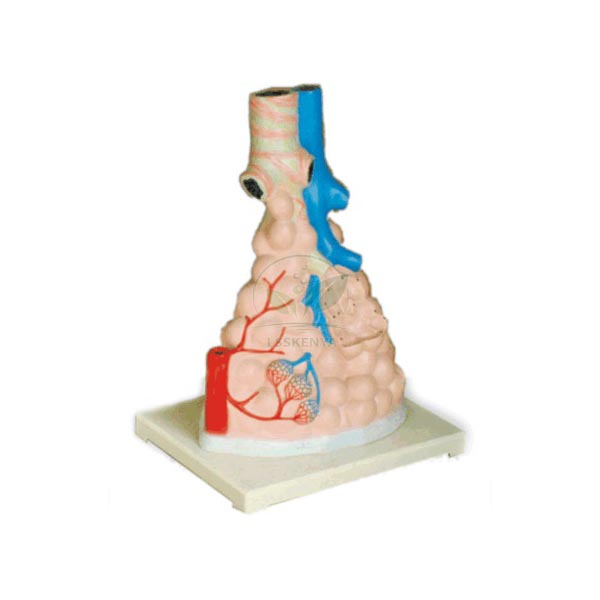 Magnified Pulmonary Alveoli Model