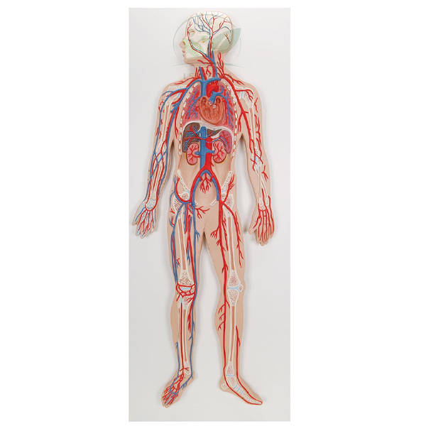 Human Circulatory System Model