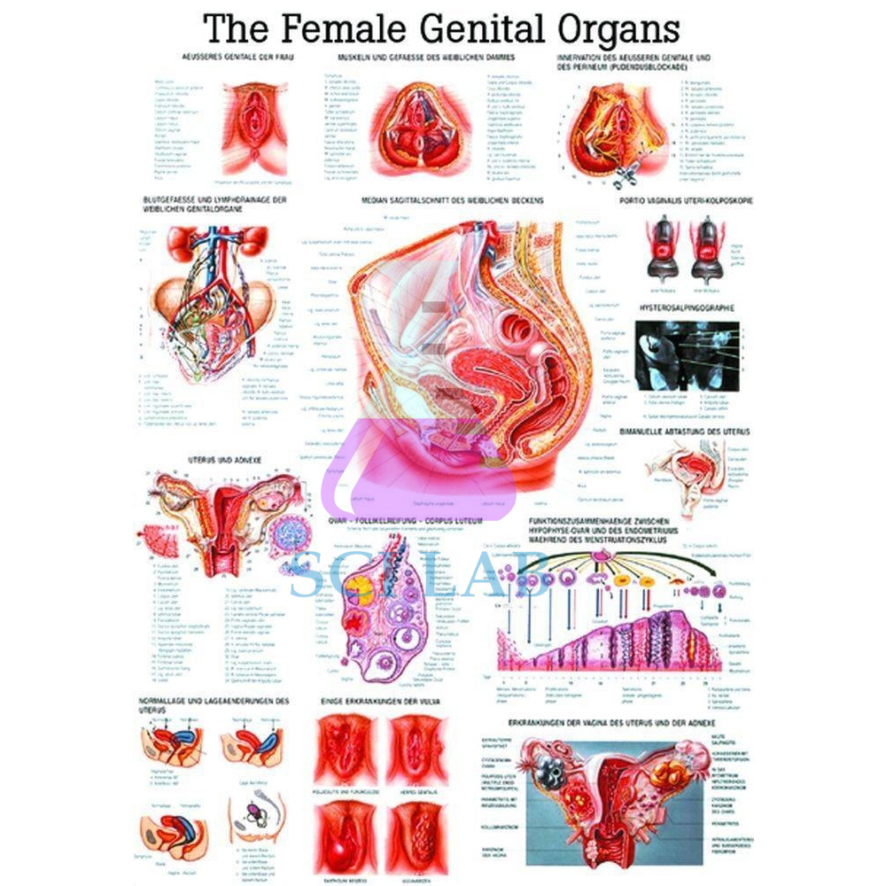 Female Genital Organs