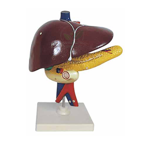 Human Liver Pancreas And Duodenum Model