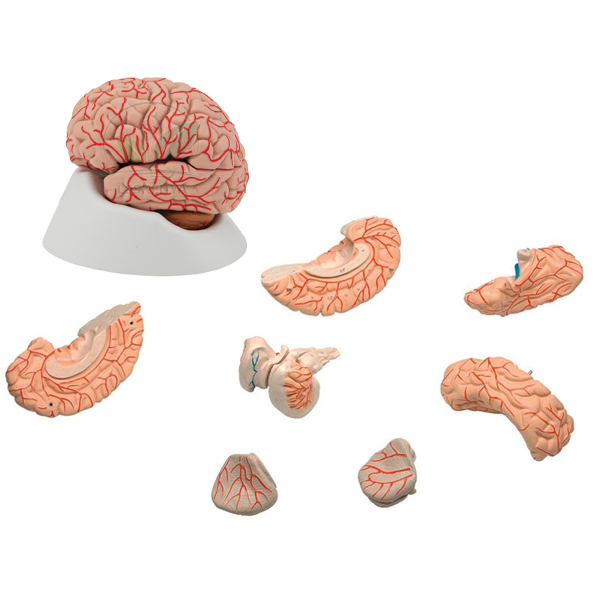 Human Brain Model with Arteries, PVC, 8 Parts
