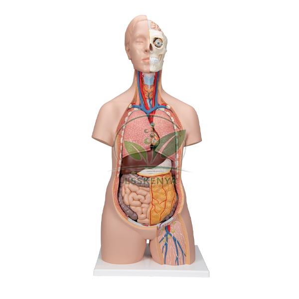 Torso 12 Part, Premium