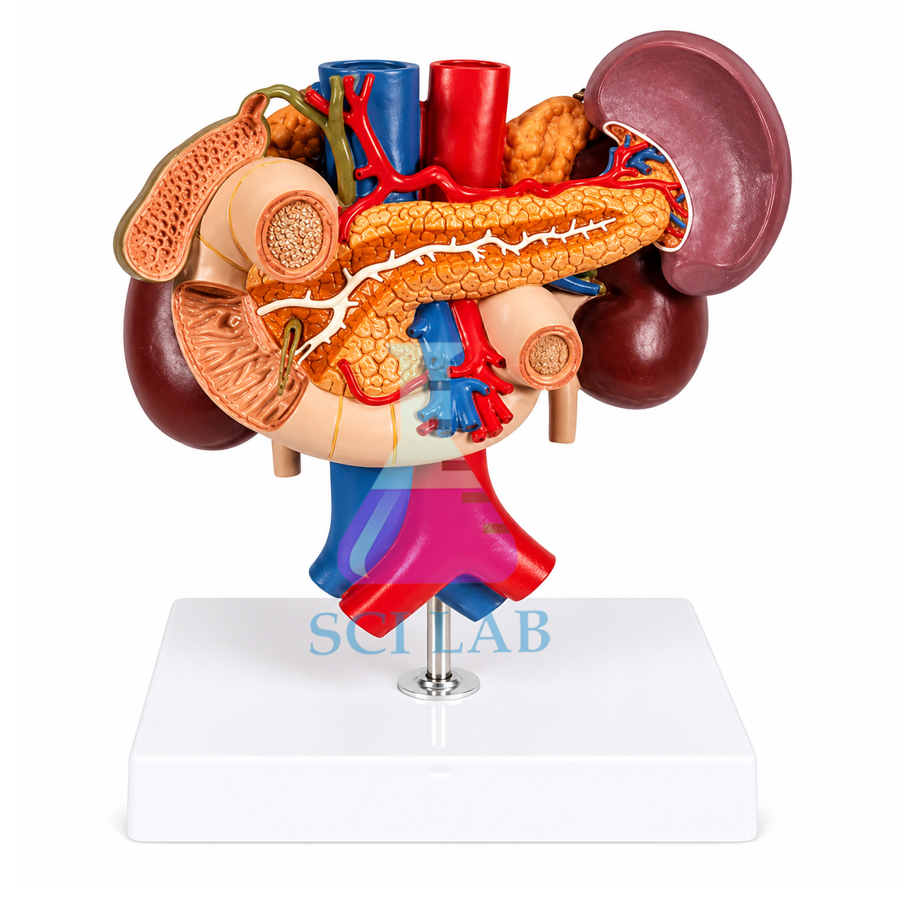 Liver Model with Spleen, Bile, Pancreas and Duodenum