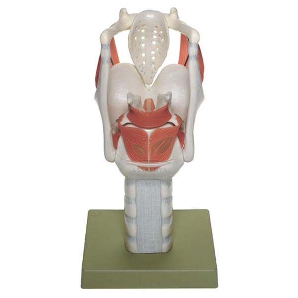 Human Larynx Model
