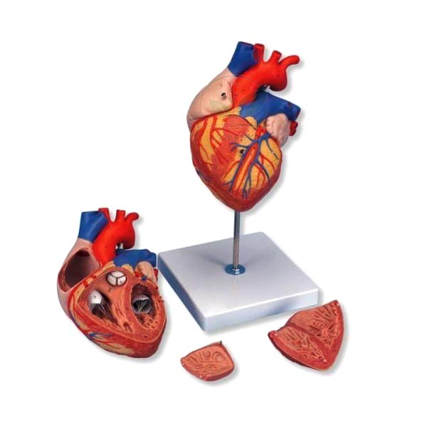 Human Heart Model 3 Parts