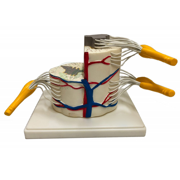 Human Vertebral And Partial Spinal Cord Model