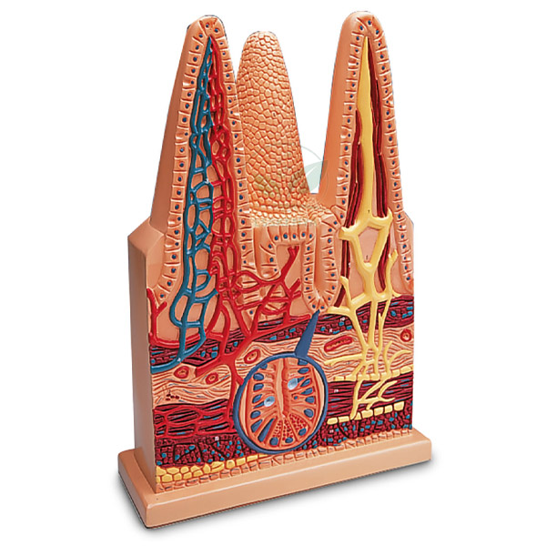Human Intestinal Villus Model