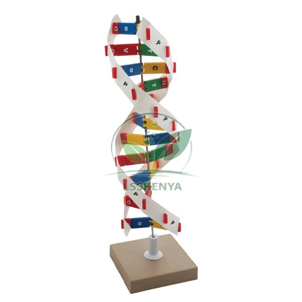 DNA Model Kit