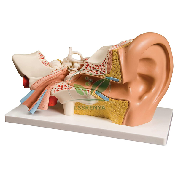 Ear Model