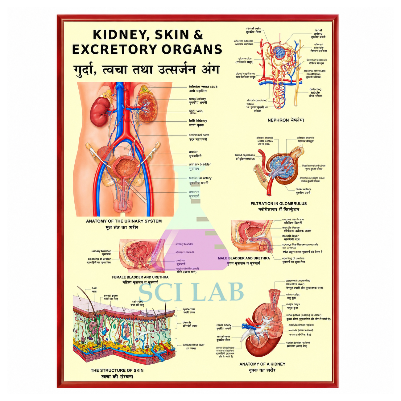 Excretory Apparatus