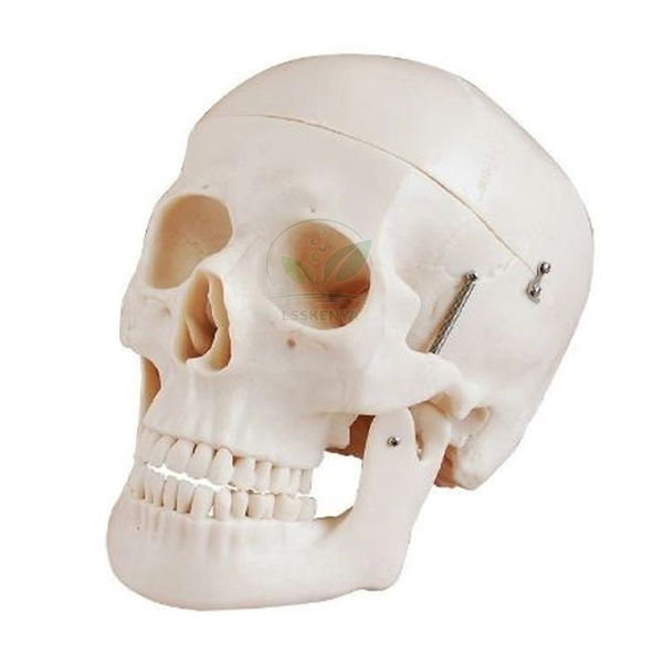 Plastic Human Skull Model