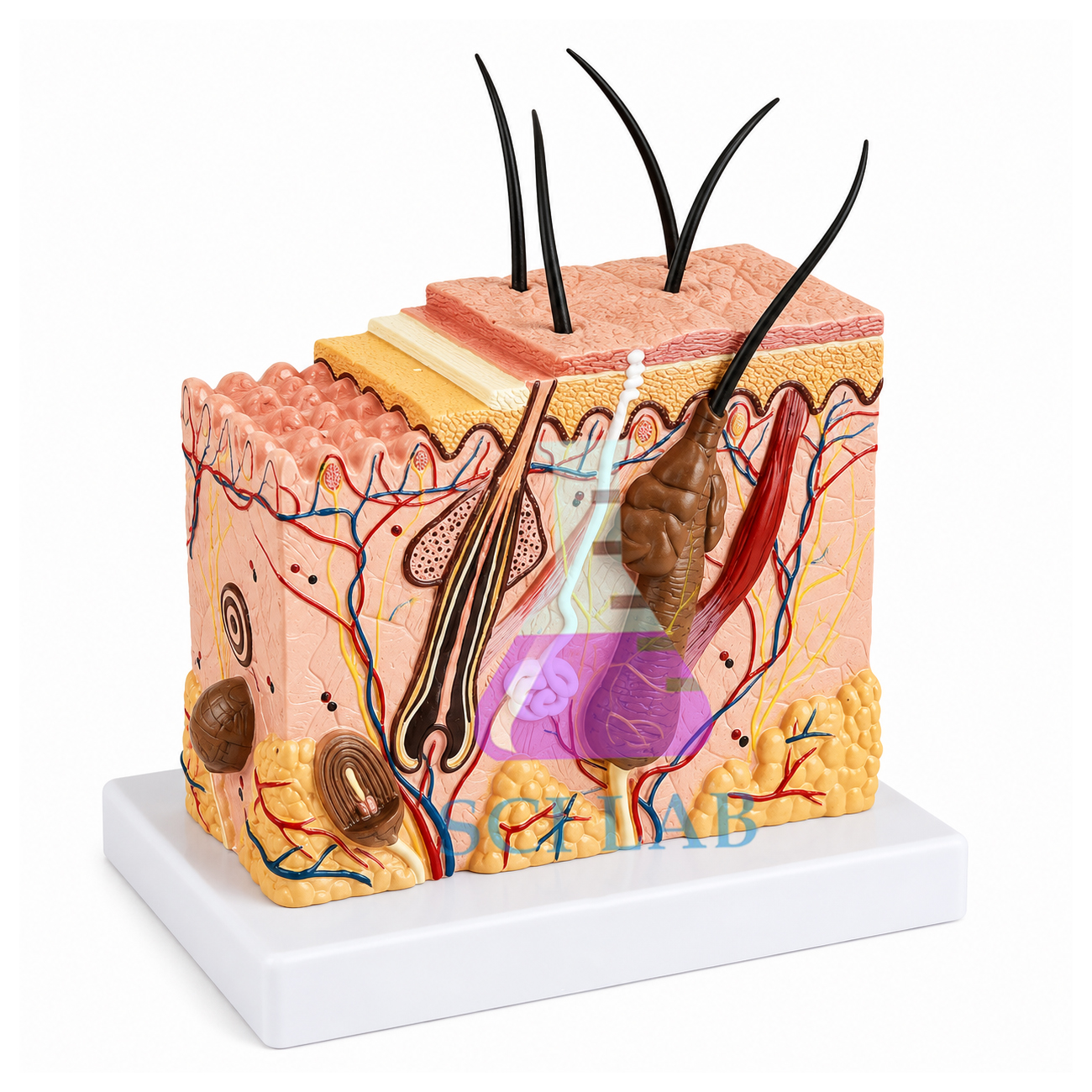 Transverse Section of the Skin