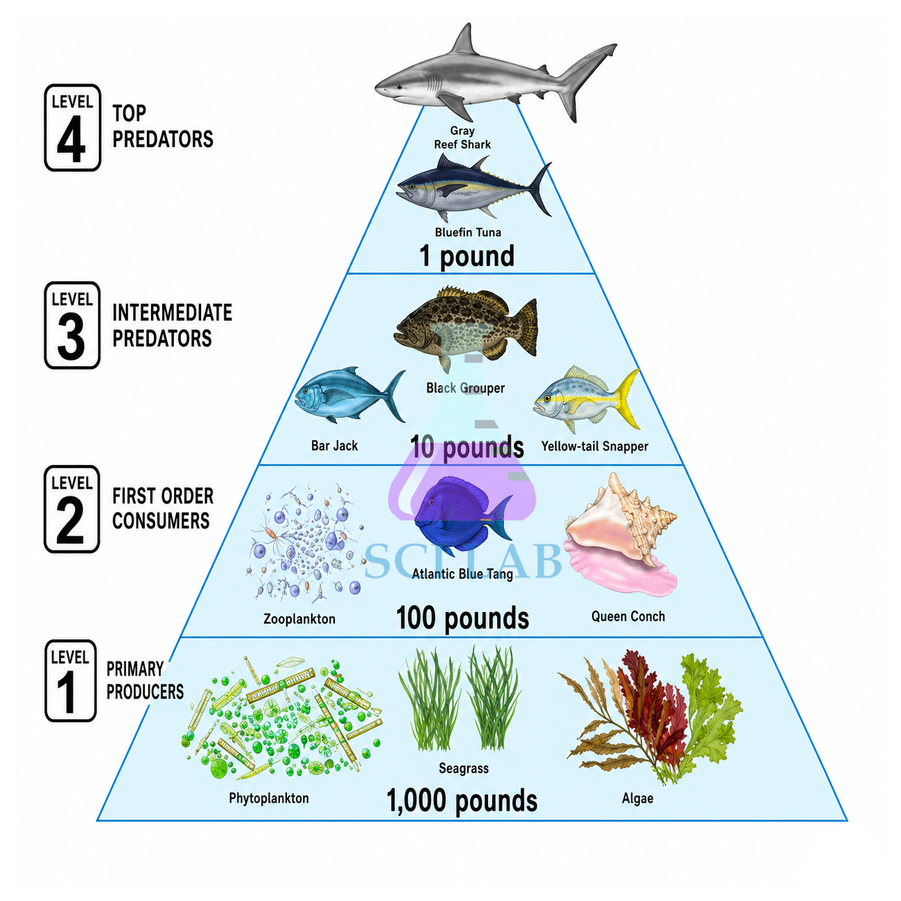 Food Pyramid in the Lake