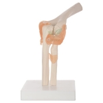 Human Elbow Joint Model
