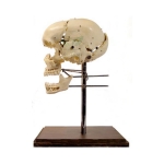 Human Skull Bones Model