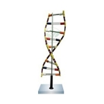 DNA Model Standing Economy