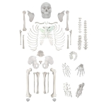 Disarticulated Human Skeleton Model