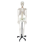 Human Skeleton Model, Life Size PVC