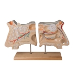 Human Nose and Olfactory Organ Model