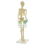 Mini Skeleton