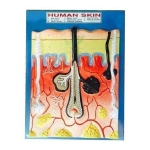 Human Skin Model